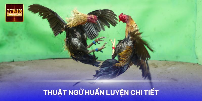 Thuật ngữ đá gà trong huấn luyện rất chi tiết và cụ thể